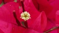 Welcome sign flower: the evergreen Bougainvillea spectabilis, also called bougainvillea .