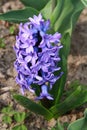 Welcome spring! Blue Hyacinth Hyacinthus L. Rock plants in April. Flowers close-up.