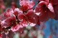 Welcome spring ! - Cherry blossom - twig