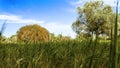 Welcome Spring in the fields with blue skies in Cyprus Royalty Free Stock Photo
