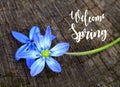 Welcome Spring greeting card.Blue Scilla flowers on a wood background. Royalty Free Stock Photo