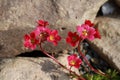 Welcome spring! Red saxifrage. Flowers close-up.