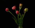 Welcome the spring with tulips on black Royalty Free Stock Photo