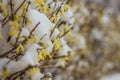 Welcome spring. Yellow bush under the snow. Forsythia buds in th