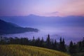 Welcome sunrise with sea of clouds and rice`s scent Royalty Free Stock Photo