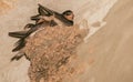 Welcome swallow birds nesting in mud nests in small colony