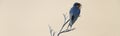 Welcome swallow on a dry branch at Bushy beach in New Zealand