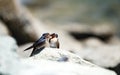 Welcome swallow feeding it's young Royalty Free Stock Photo