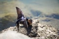 Welcome swallow feeding it's young Royalty Free Stock Photo