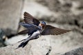 Welcome swallow feeding it's young Royalty Free Stock Photo