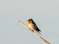 Welcome swallow (Hirundo neoxena), Mandurah, Western Australia Royalty Free Stock Photo