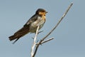 Welcome swallow - Hirundo neoxena - in maori warou, species native to Australia and nearby islands, self-introduced into New Zeala