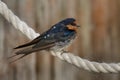 Welcome swallow - Hirundo neoxena - in maori warou, species native to Australia and nearby islands, self-introduced into New Zeala