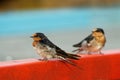 Welcome swallow - Hirundo neoxena - in maori warou, species native to Australia and nearby islands, self-introduced into New Zeala