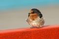 Welcome swallow - Hirundo neoxena - in maori warou, species native to Australia and nearby islands, self-introduced into New Zeala