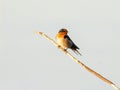 Welcome swallow (Hirundo neoxena),Mandurah, Western Australia Royalty Free Stock Photo