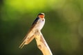 Welcome swallow Hirundo tahitica sitting on a stick Royalty Free Stock Photo