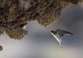 Welcome swallow nesting.