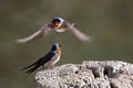 Welcome Swallow pair