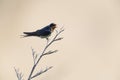 Welcome swallow tweeting on a dry branch at Bushy beach in New Zealand