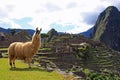 Welcome to Machu Picchu Royalty Free Stock Photo