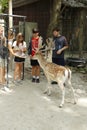 Welcome to my deer forest, FALLOW DEER, with people friends to feed deer, Southwicks Zoo, Mendon, Ma