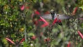 Welcome To My Paradise-hummingbird