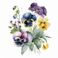 Watercolor Pansy Floral Clipart. Beautiful Watercolor set . Isolated on White Background.