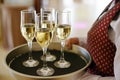 Welcome toast drinks offered by female waiter holding tray of four flutes with champagne Royalty Free Stock Photo