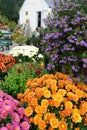 Welcoming cottage garden and chrysanthemums