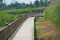 Wooden boardwalk through the green wetland