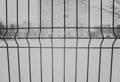 Welded wire mesh black and white Royalty Free Stock Photo