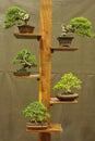 Well arranged bonsai trees, Bonsai tree exhibition at Pune.