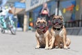 Well behaved French Bulldog dogs without leash sitting in city street on sunny day Royalty Free Stock Photo