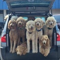 Well behaved group of poodles Royalty Free Stock Photo