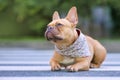 Well behaved red French Bulldog dog wearing a floral bandanna