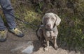 A well behaved silver labrador sitting down