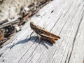 Well camouflaged brown grasshopper on pale brown wood . Pests and insects that are very well adapted to nature . Sunny day