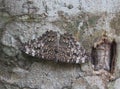 Well camouflaged butterfly on a trunk