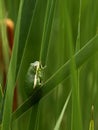 Green treefrog, Hyla cinerea