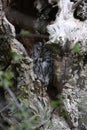 well camouflaged tawny owl in its day hide