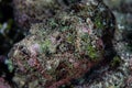 Well-Camouflaged Humpback Scorpionfish Royalty Free Stock Photo