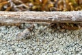 Well camouflaged Insect on Lichen Royalty Free Stock Photo