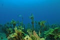 Well Camouflaged Leatherjacket Among Kelp Royalty Free Stock Photo