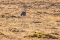 A well camouflaged Nandu ratite in the savanna of Argentina, Patagonia