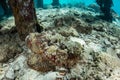 Well-Camouflaged Stonefish Below Jetty in Raja Ampat Royalty Free Stock Photo