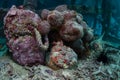 Well-Camouflaged Stonefish Waiting Below Pier For Prey Royalty Free Stock Photo