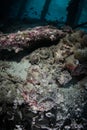 Venomous Stonefish on Seafloor in Raja Ampat Royalty Free Stock Photo