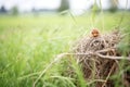 well-camouflaged vole nest in a meadow