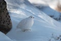 A White-tailed Ptarmigan in the Snowy Rocky Mountain High Country Royalty Free Stock Photo